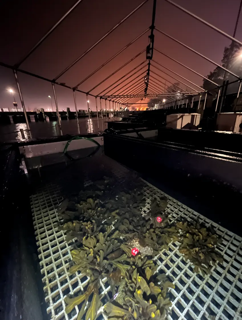 Seaweed mesocosm experiment in the Kiel Outdoor Benthocosms at GEOMAR