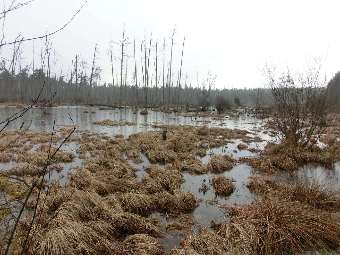 A flooded freshwater wetland with grasses and standing trees