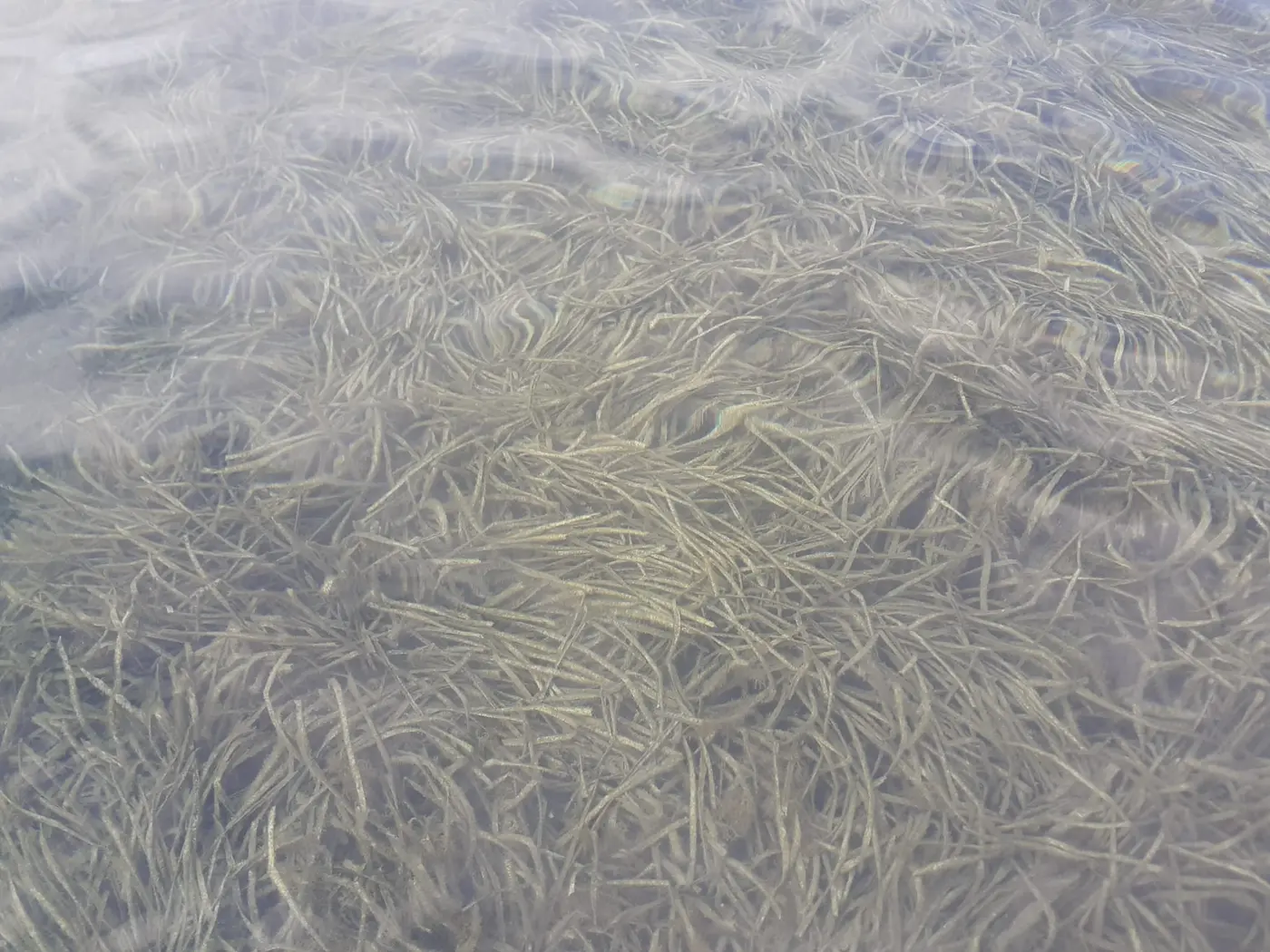 Seagrass blades growing beneath shallow coastal water